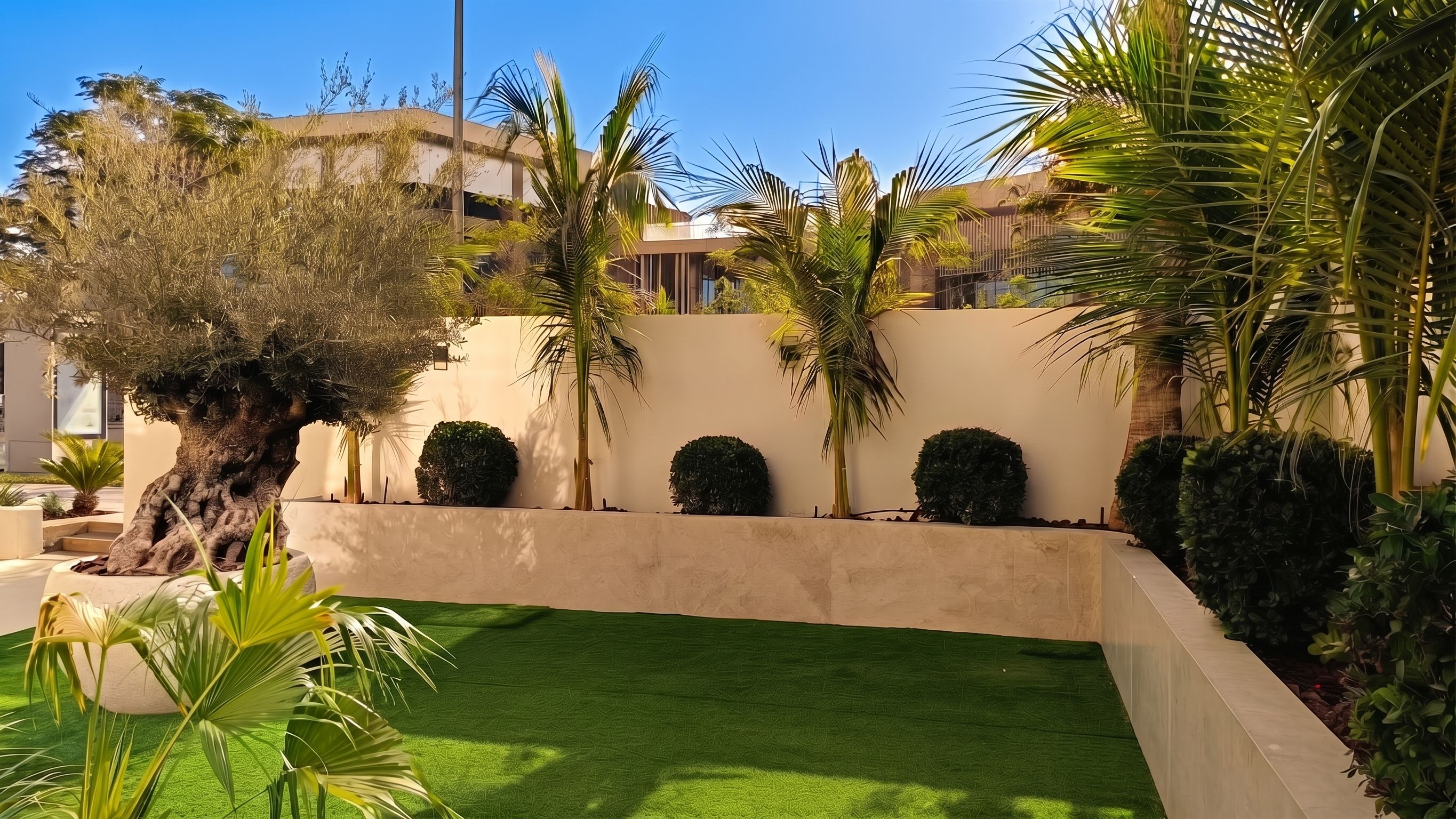 A screened boundary wall softened with palms, box balls and a feature olive tree.