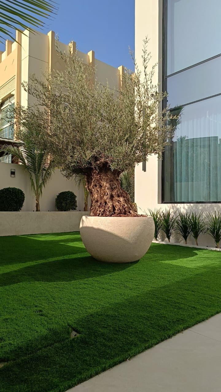 Olive Tree Courtyard