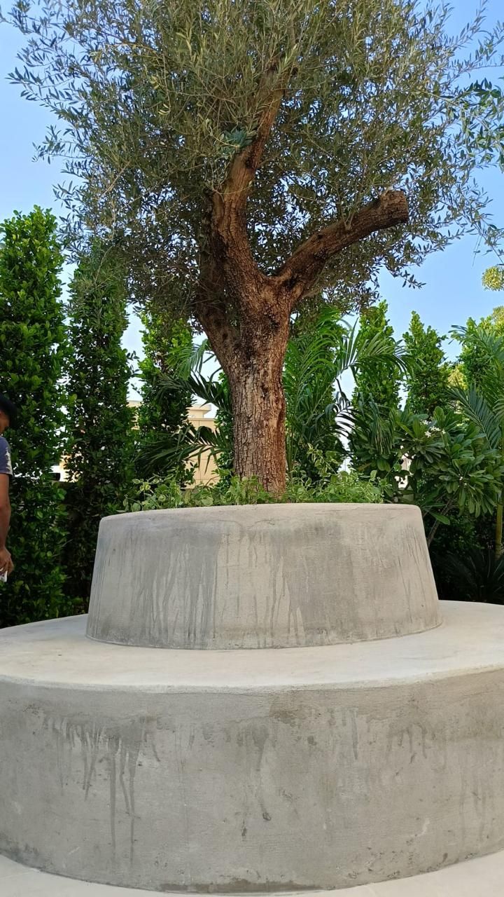 Olive Tree Planter Seat